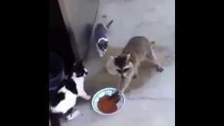 Cats get rekt - Funny Video