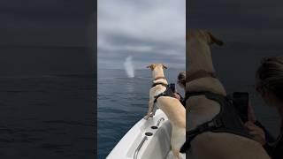 My dog was very excited to be surrounded by whales! #whale #viral #dog