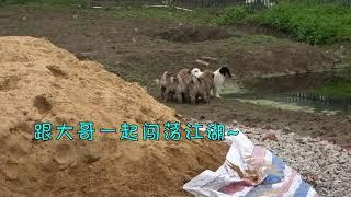 中华田园犬狗崽初来乍到，就知道审时度势，第一时间认大哥拜码头