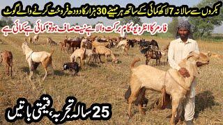 Desi Goats Farming Since 25 Years by Mr. Ghulam Abbas | 7 Lac Profit | 30 Thousand From Milk