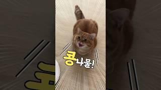 콩나물 좋아하는 고양이가 있다?! #shorts