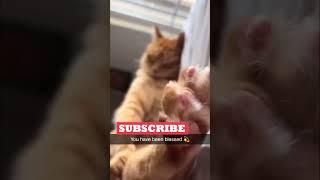 Funny Animals Videos  | Ep. 321 #shorts #viral #funny