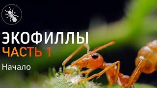 Я ЗАВËЛ ЭКОФИЛЛ! МУРАВЬИ ПОРТНЫЕ OECOPHYLLA SMARAGDINA