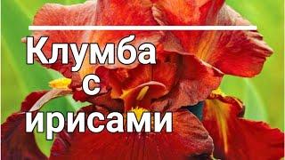 КЛУМБА с ИРИСАМИ. С какими многолетниками сочетаются ирисы.