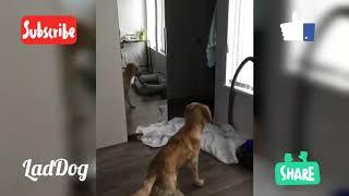 Dog confused by what the fluff challenge mirror. | LadDog