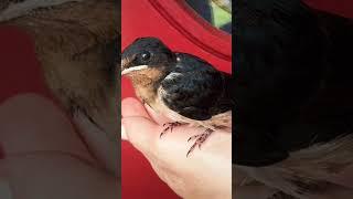 Swallow Chick became My Friend️#swallow #swallowstars#swallows #swallowbird #swallowchick