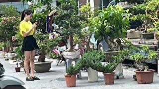 BONSAI GIÁ RẺ NHIỀU CÂY ĐẸP ĐẤY - MỘT VÒNG CHỢ VẠN PHÚC, TÌM CÂY CHƠI