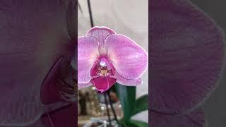 Golden Apple Coral при разном освещении #phalaenopsis #орхидеи #goldenapple