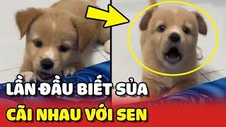 Cún con lần đầu BIẾT SỦA đã CÃI TAY ĐÔI với con Sen  | Yêu Lu