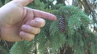 Identifying white spruce