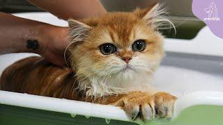 A Very Stinky Distinguished Gentleman | Adorable British Longhair Kitten