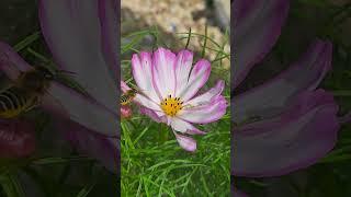 코스모스 가을 너무 이쁘다 #꽃 #nature #꽃들 #garden #여행 #farming #코스모스 #가을