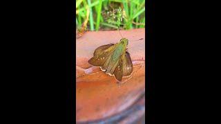 MOTH | #short | MOTH BUTTERFLY | MOTH BUTTERFLY VIDEO | প্রজাপতি | MOTH ON FLOWER | MOTH ACTIVITY