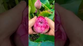 The Enchanting Beauty of Blooming Lotus Petals #youtubeshorts #viral