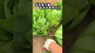 상추 줄기를 잘라 수확한 후 밑둥에서 이렇게 자랐어요