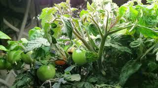 Pruning Your Aerogarden Tomatoes