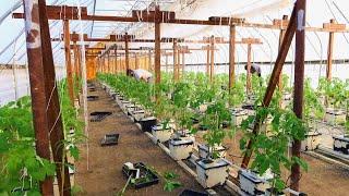 How we Plant Hydroponic Tomatoes on our Ohio Farm