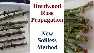 Hardwood Rose Propagation: New Soilless Method