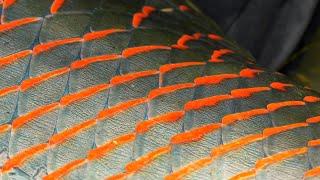 Pirarucu Fly Fishing - GIANT ARAPAIMA of the AMAZON - by Todd Moen