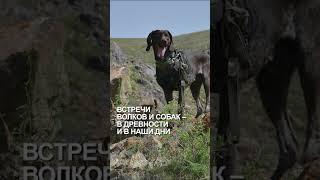 ВСТРЕЧИ ВОЛКОВ И СОБАК – В ДРЕВНОСТИ И В НАШИ ДНИ #петроглифы, #гиперборей, #казахстан