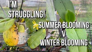 Coffee & Orchid Chat. Summer Blooming versus Winter Blooming Phalaenopsis Hybrids. Which I Prefer?