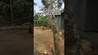 #egzonibrahimi #quran #duaa #nature #@pranOnline-p1k