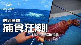 【FishingShare】PEKAN遇到鱼群捕食狂潮！青目&钓鱼的北根钓游！encounters a feeding frenzy in PEKAN！