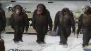 Monkey Dancing Dabkeh *Funny*