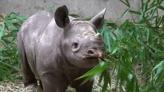 Tiny Baby Rhino Romps And Plays With Mom