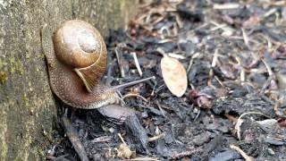 Mr Snail Man just being a Snail, he was to cute. -video by Raven