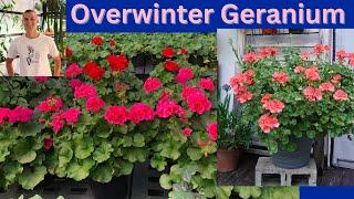 Overwintering GERANIUM: How to Store your Geranium through the Winter