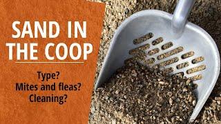 Sand in the chicken coop and run: Your questions answered!