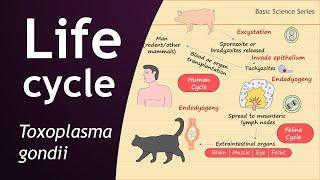 Life Cycle of Toxoplasma gondii | Parasitology | Basic Science Series