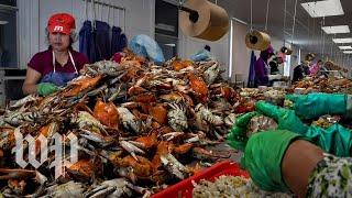 Without visas for foreign workers, Maryland’s crab-picking jobs go unfilled