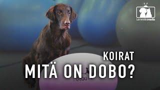 KOIRAT: Mitä on DOBO?