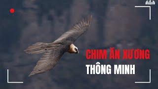 Loài Chim Kỳ Lạ Với Thói Quen Ăn Xương – Bí Ẩn Động Vật Hoang Dã