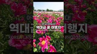 늦기 전에 가야 할 역대급 작약꽃
