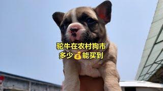 在苏北最大农村狗市怎么挑选法国斗牛犬？想了解的一定要看完……