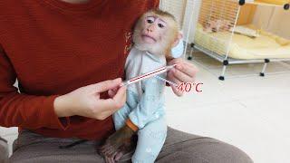 Pupu gets his temperature taken by his mother when he wants to play with Poki baby Monkey