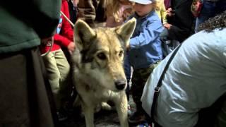 Howling Woods Farm Wolves at EBPL