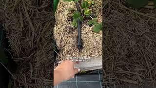Капельный полив #питомникрастений #дача #капельныйполив #сад