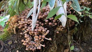 きのこ狩り　倒木にびっしりナラタケが生えてたので収穫　きのこ炒飯とキムチ