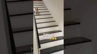 #funny #viralvideo #viralshorts #shorts #shortvideo #cute #dog #home #fyp #love