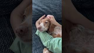 Luna is cuddled #pets #dog #cute #cuteanimalclips #animals #funny #shorts #short