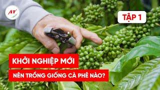 3 GIỐNG CÀ PHÊ KHỞI NGHIỆP MỚI NHẤT CHO NÔNG DÂN