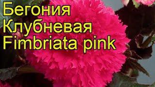 Бегония клубневая (Fimbriata pink). Краткий обзор, описание характеристик, где купить луковицы