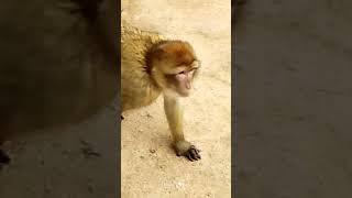 Monkey giving the side eye while they walk away  #monkeys #monkey  #animals #sideye #animalfriends