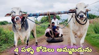 ఒంగోలు జాతి 4 పళ్ళ కోడెలు అమ్మబడును-bulls for sale-oxen for sale-cattle for sale-ox for sale-ongole