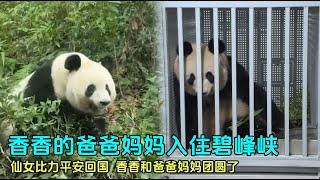 9月29日仙女比力回国入住碧峰峡基地，和香香小公主一家三口团圆#panda #旅日大熊猫 #大熊猫仙女比力 #大熊猫香香