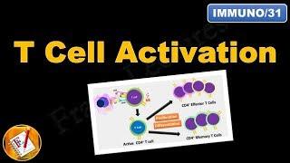 T cell Activation and differentiation (FL-Immuno/31)